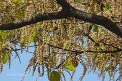 Terminalia bellirica